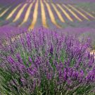 lavender-894919.jpg